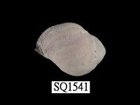 藏品(紫口珊瑚螺)的圖片